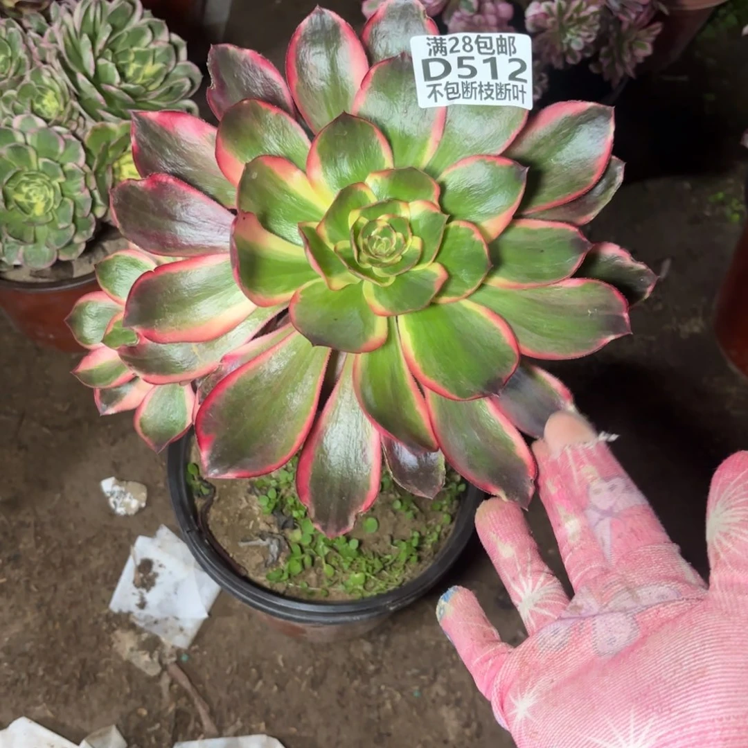 遇***.M.   512红魔女多肉1122236