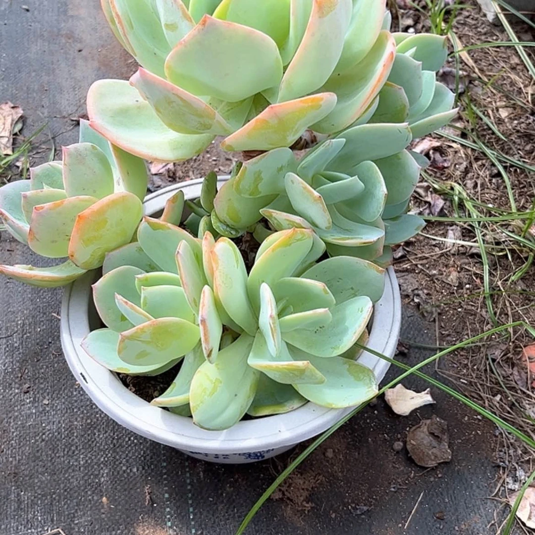 【闪购商品】无花朵蓝*