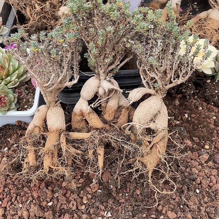 ⁰***⁰姬红小松。一物一拍