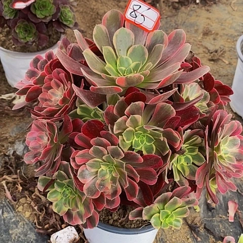 爱神老桩捧花86号