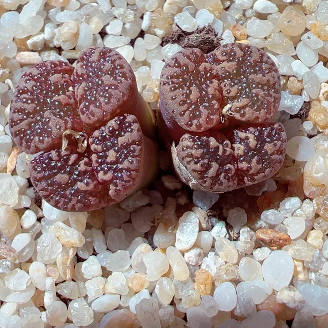 711-769多肉多肉鱼子酱勋章