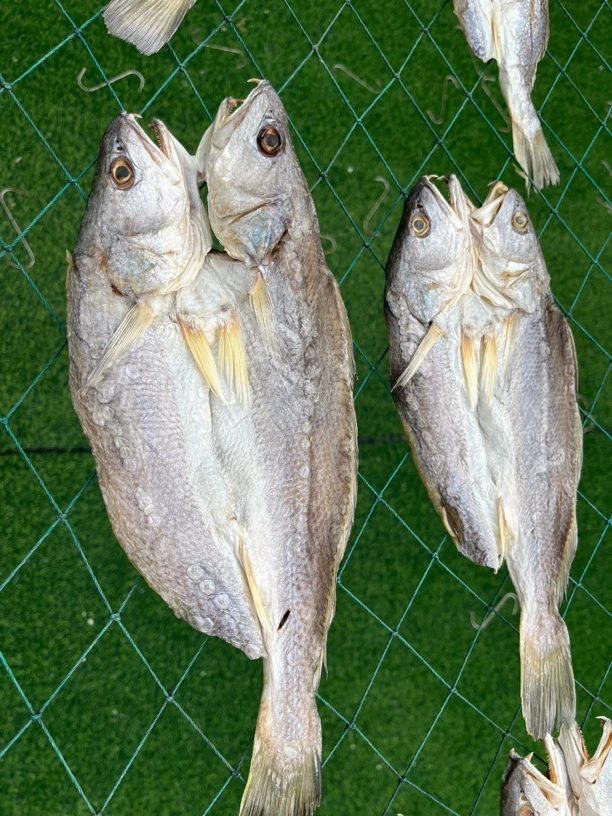 湛江特产淡晒三牙鱼开片天然野生海鱼干，三牙鱼香煎红烧