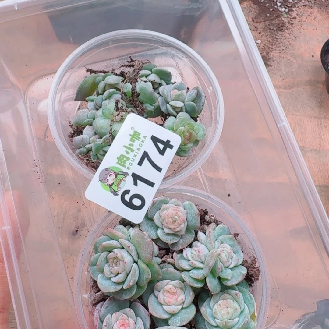 蓝***️多肉植物多肉植物