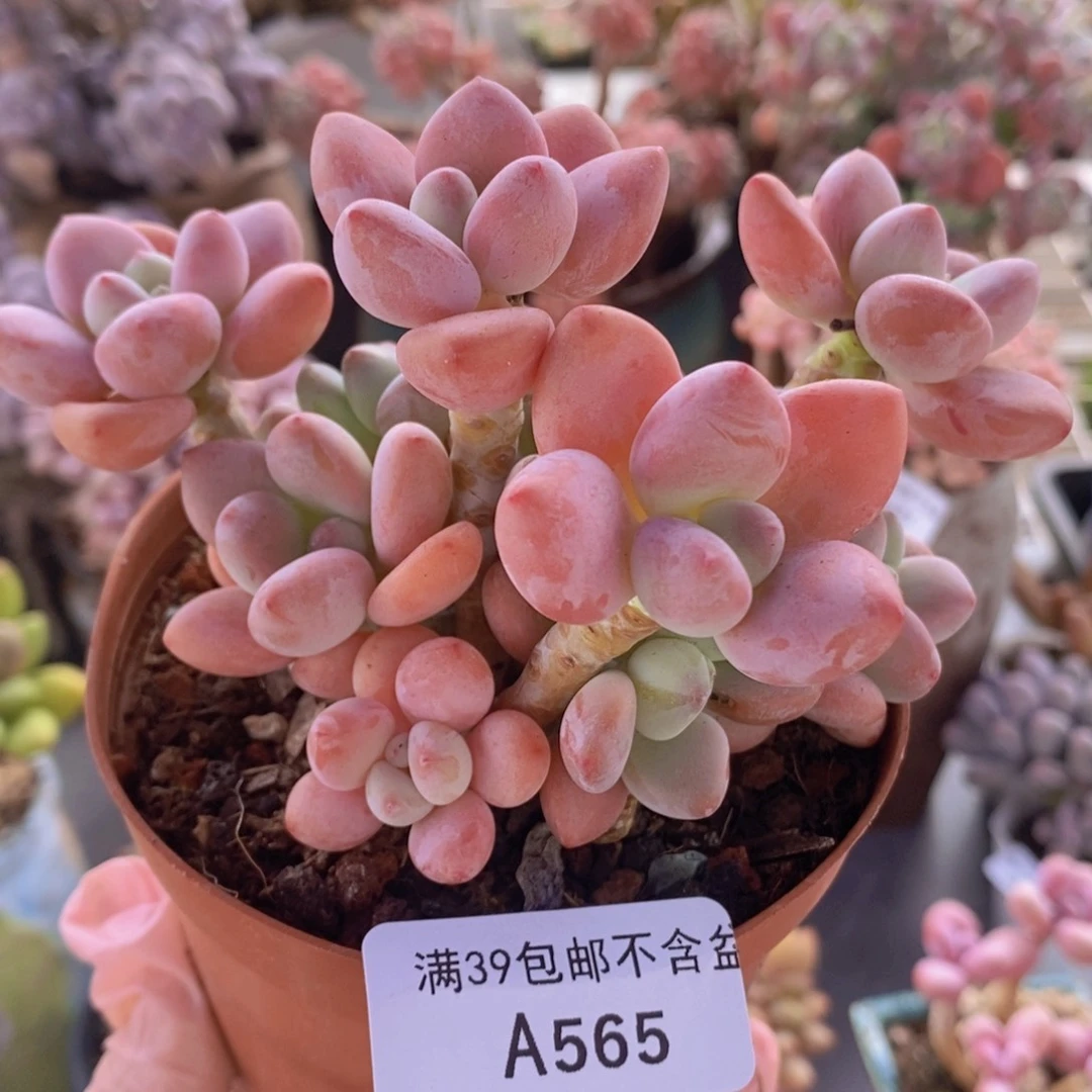 樱花洛神10cm565多肉植物