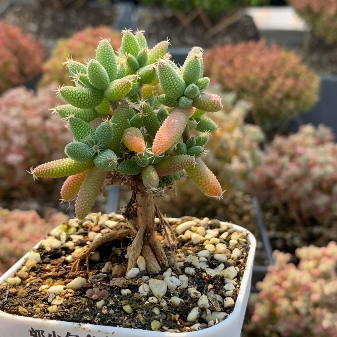 实生玉米6767枝干番杏