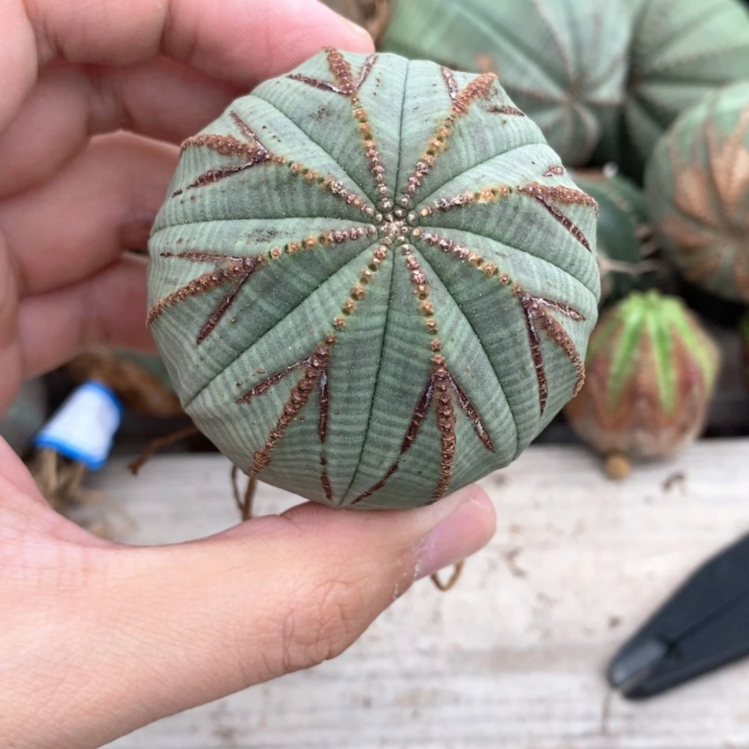 20 欧系实生布纹球多肉植物
