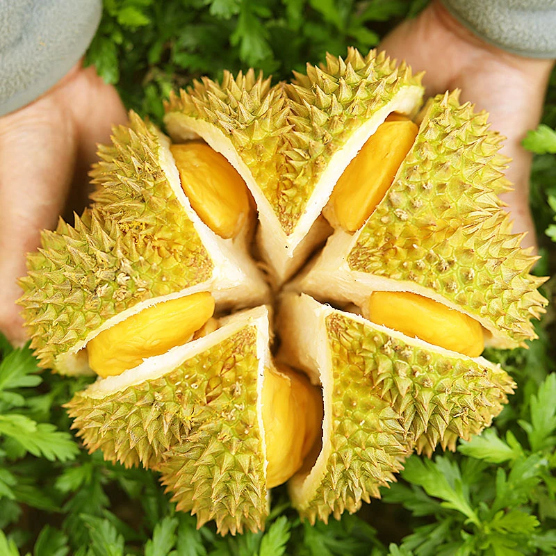 正宗金枕榴莲鲜果带壳干包黄肉软糯香甜【福袋】