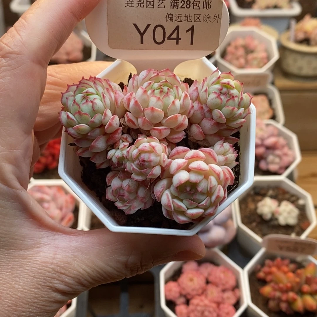 0041 小红船 7cm