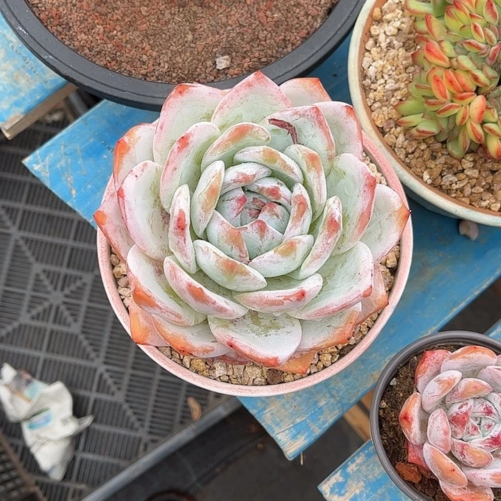 发货多肉植物一物一拍