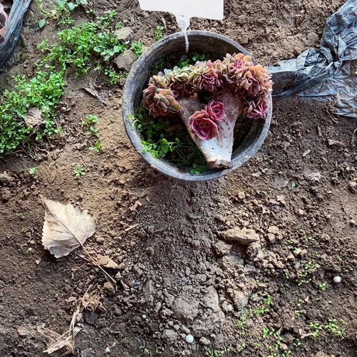 叶***头A040利直缀化老庄老庄