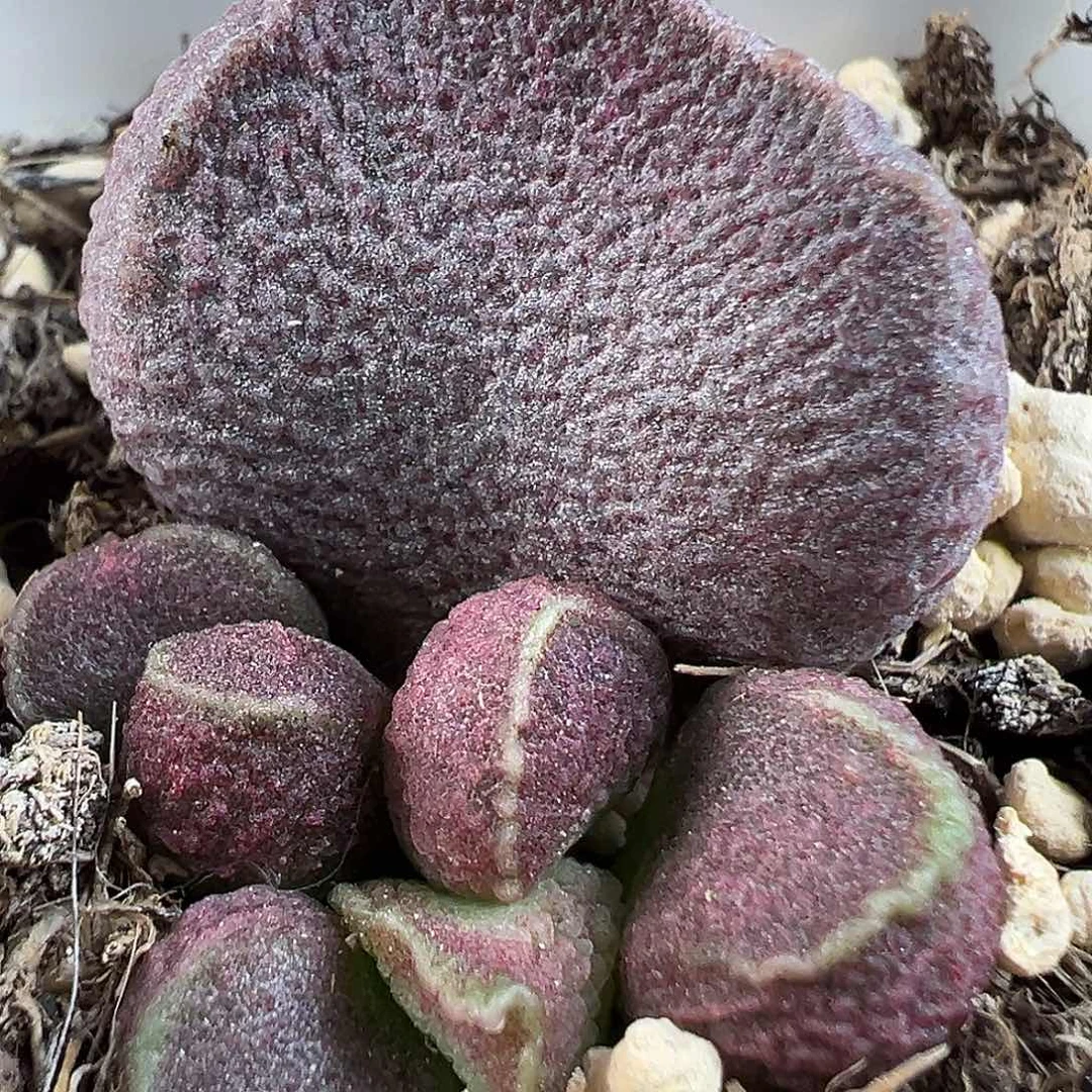 实生新品多肉水泡植物