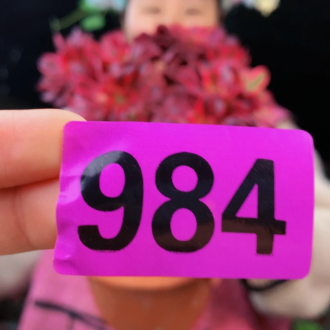 sssssssssssssssssss984