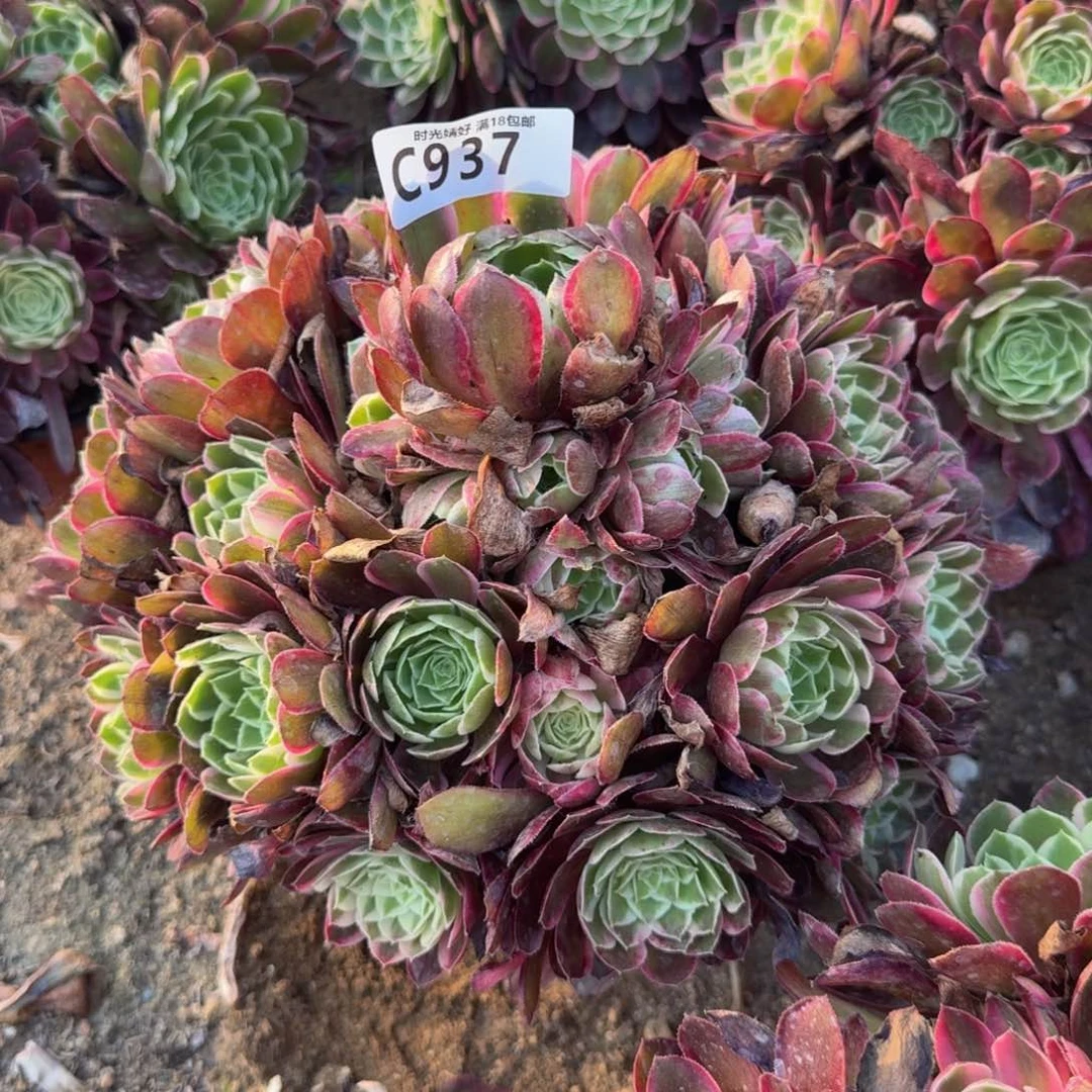 937孔雀翎。多肉植物