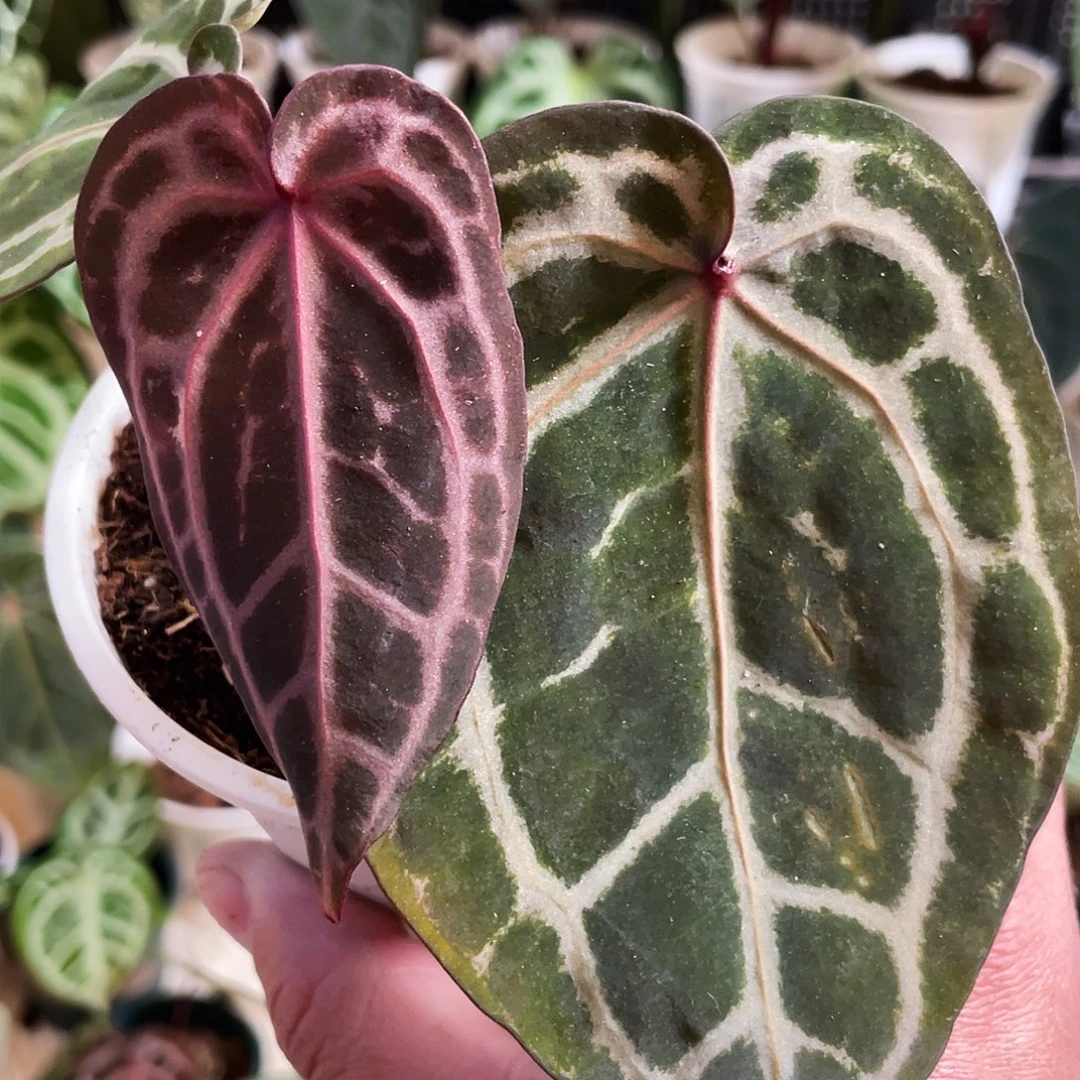 完全开放进口nse红水晶