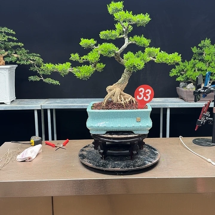 无花朵黄杨黄杨黄杨黄杨