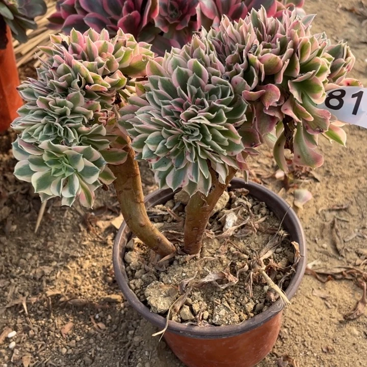 无花朵818多肉植物女巫缀