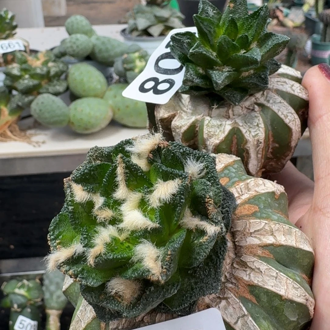 【闪购商品】无花朵过节福利两颗牡丹龙角辛顿800.803