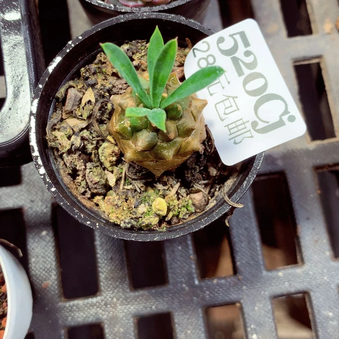 5厘米盆精控多肉520
