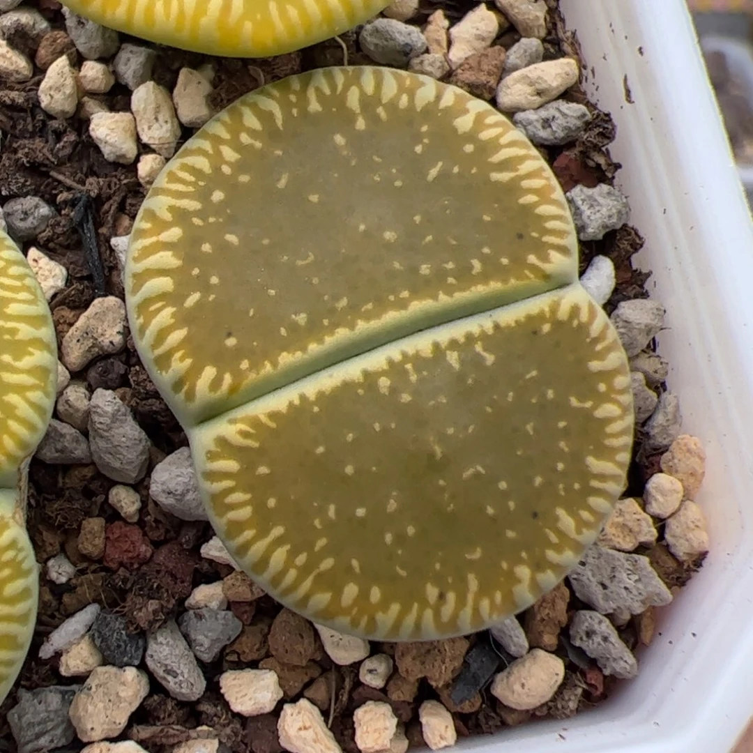 0255号绿光阳 多肉植物