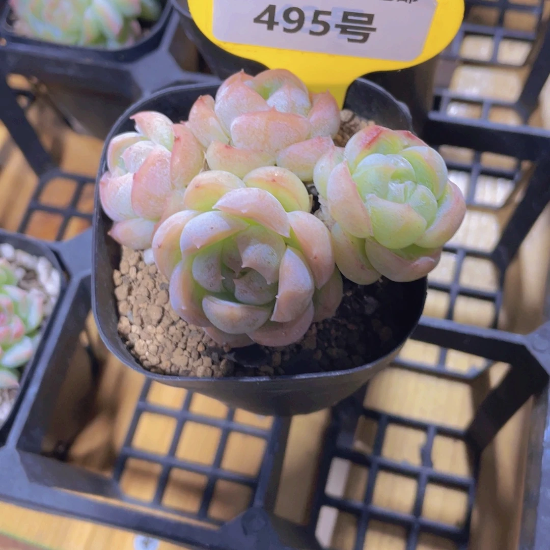 495号 包子脸飘枝珍妮