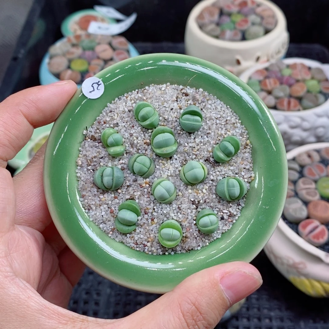 ?****师生石花精品拼盆82