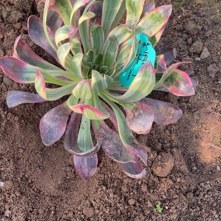 青***梧巫毒锦1-5多肉植物