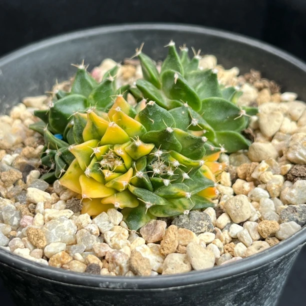 极上斑锦地冠自根带盆发货6个头带锦仙人球种源 瑕疵球