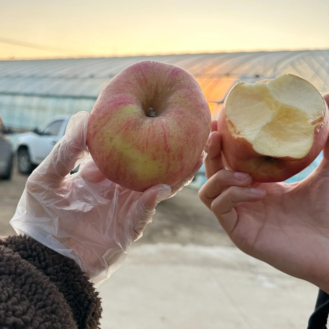 【安心妹妹】香蕉王苹果嫁接苗  包邮大连瓦房店发货树苗苹果树
