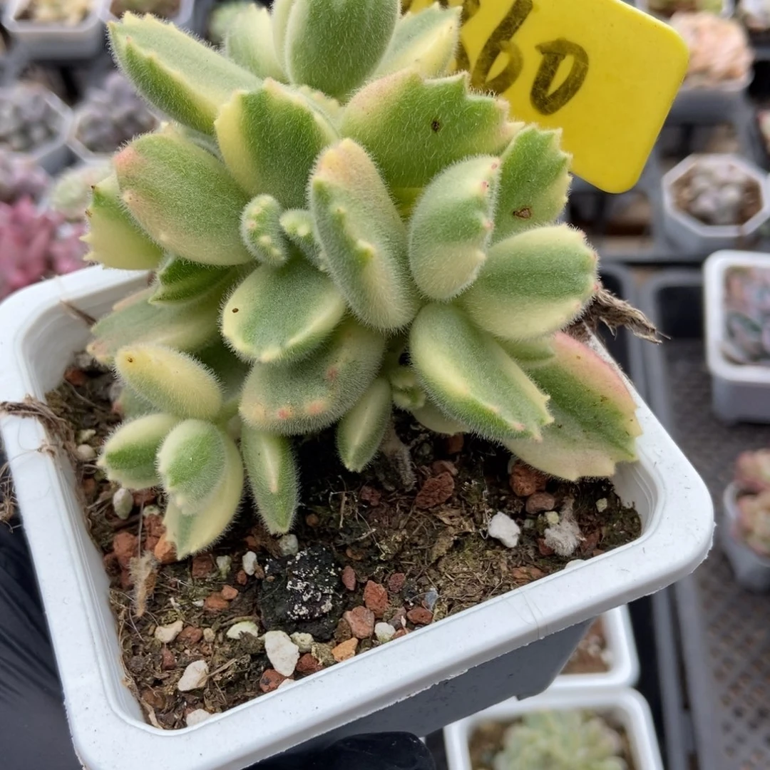 1860熊童子多肉植物多肉