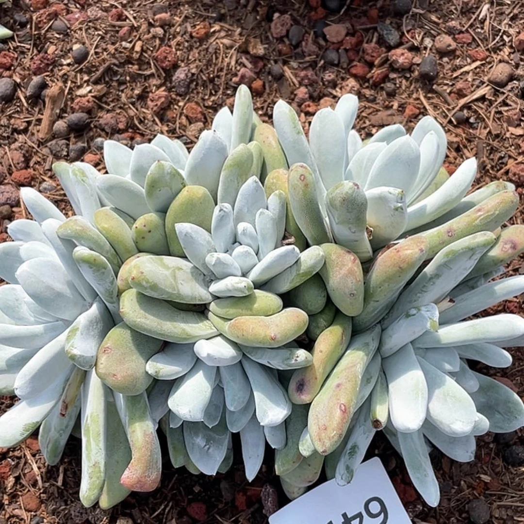 【闪购商品】超大群拇指