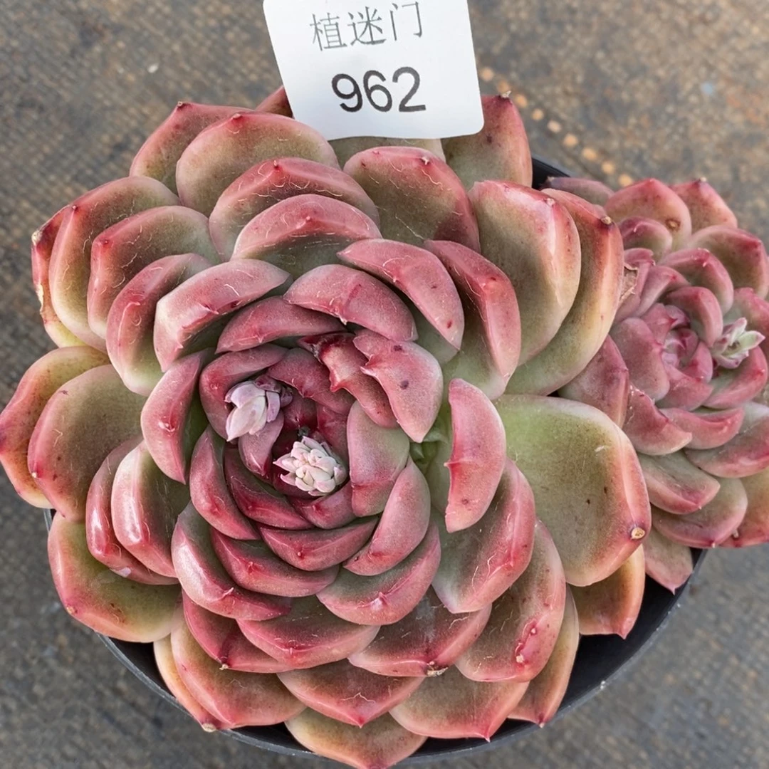 咖***辣杂交精品多肉962