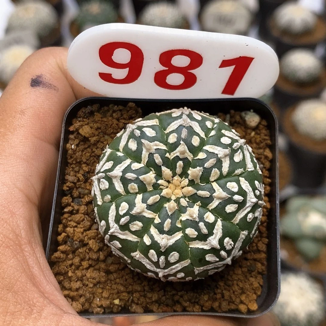 981福利特价咯福利了特价