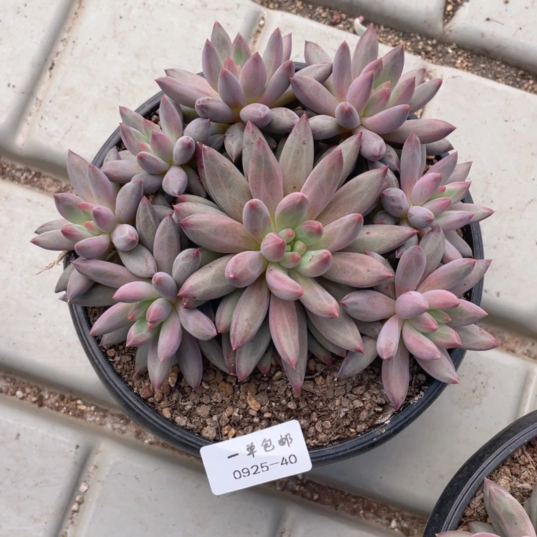 0925-40-虞。。。。。。