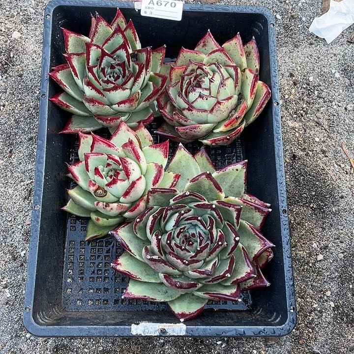 若如东云组拍A670