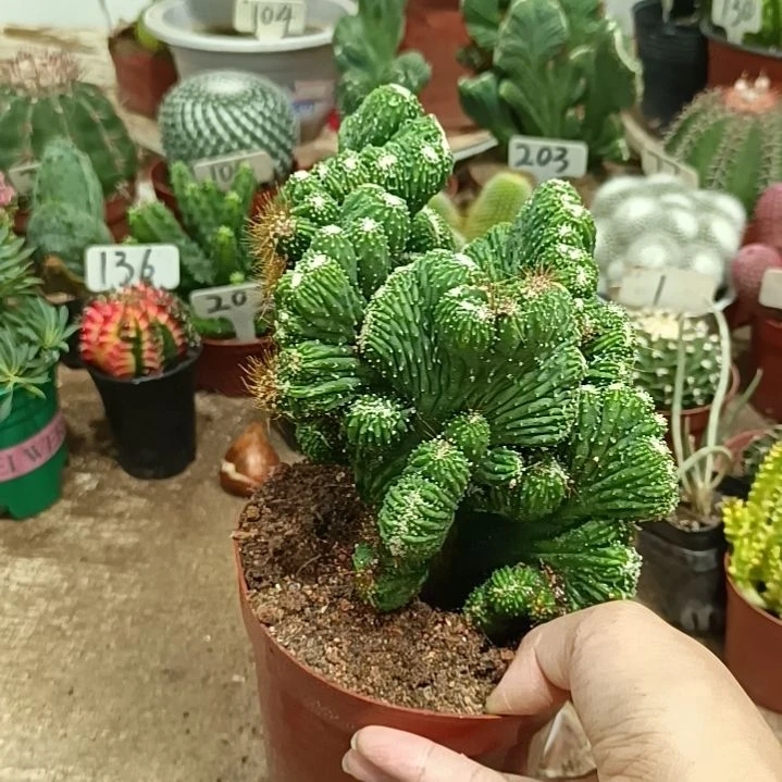 当前无花朵，栽培后可花朵五指山    18元
