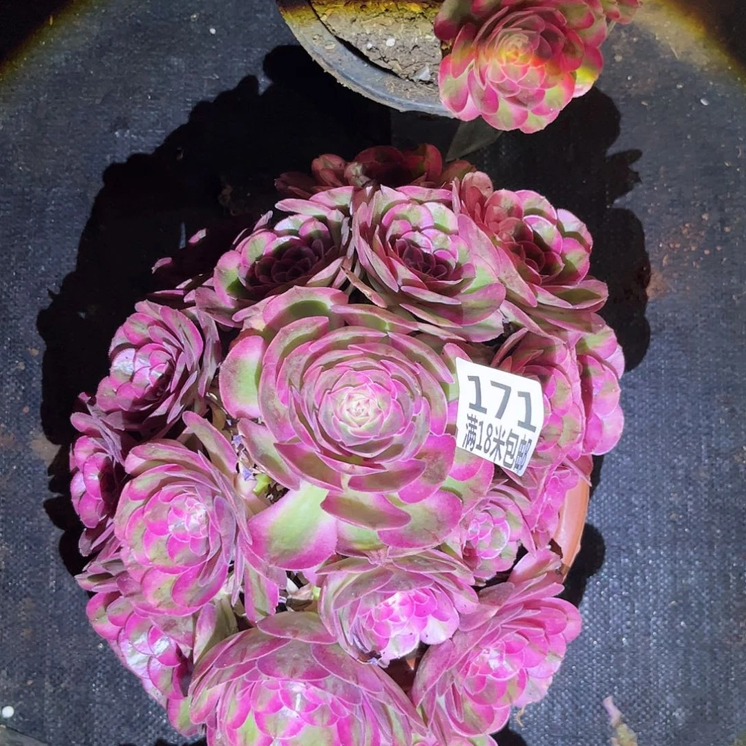 女*氓171倾城多肉植物寄养