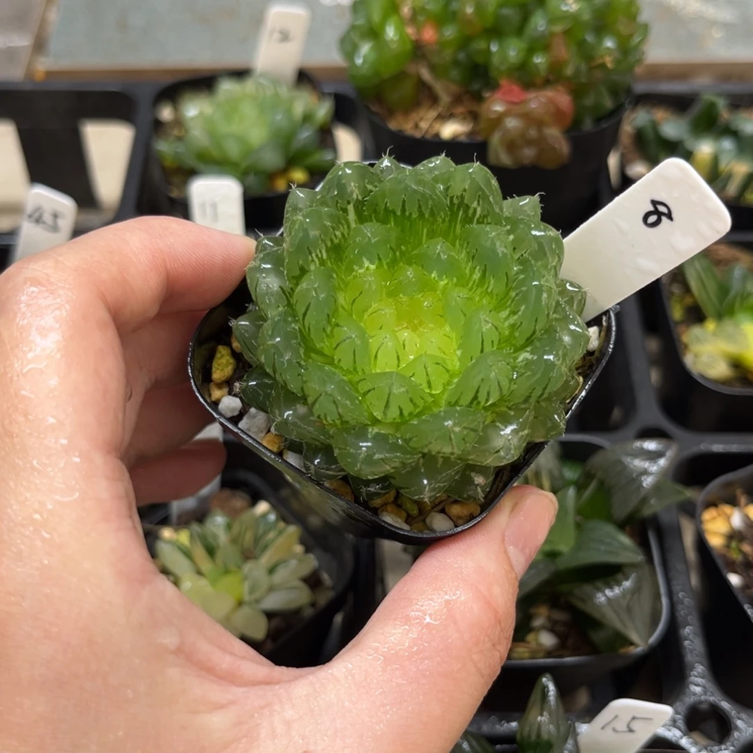 8翠云玉露锦一物一拍