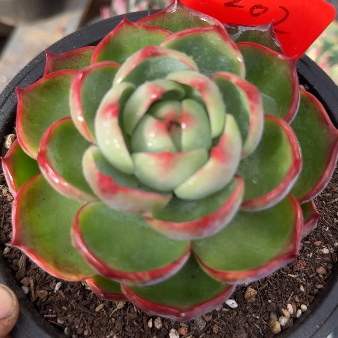 惊鸿一物一拍包装收缩花旱202