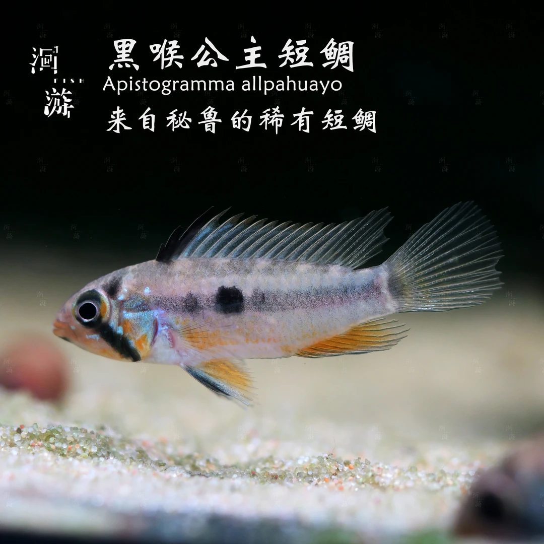 【洄游】黑喉公主 短鲷南美热带观赏鱼混养/定水检疫/满100包邮