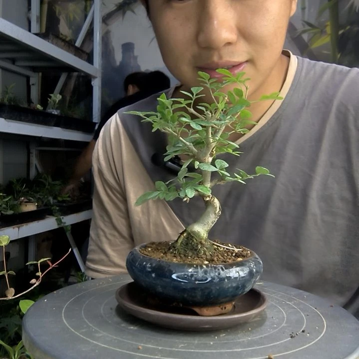 A*a中青园艺一物一拍33