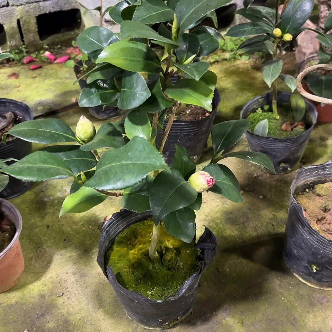 完全开放帕克雷欧