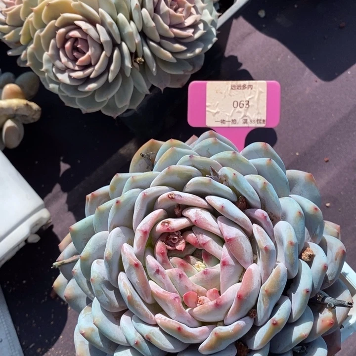 063橙子肉肉肉肉肉肉