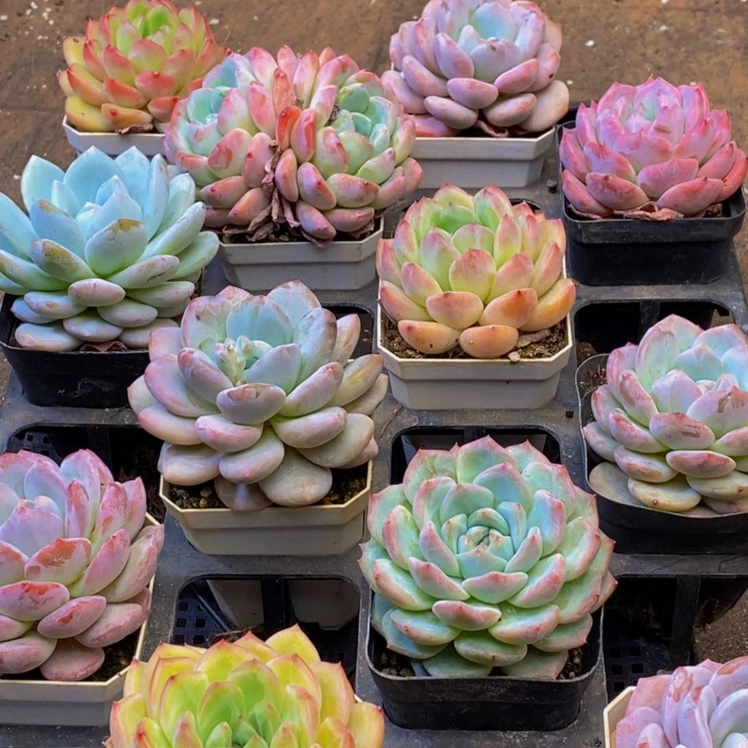 120多肉植物我都不