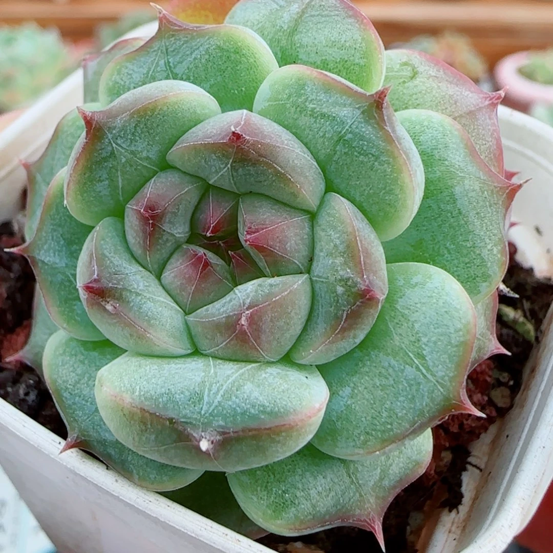 花语逸镜1009-125白桃汽水