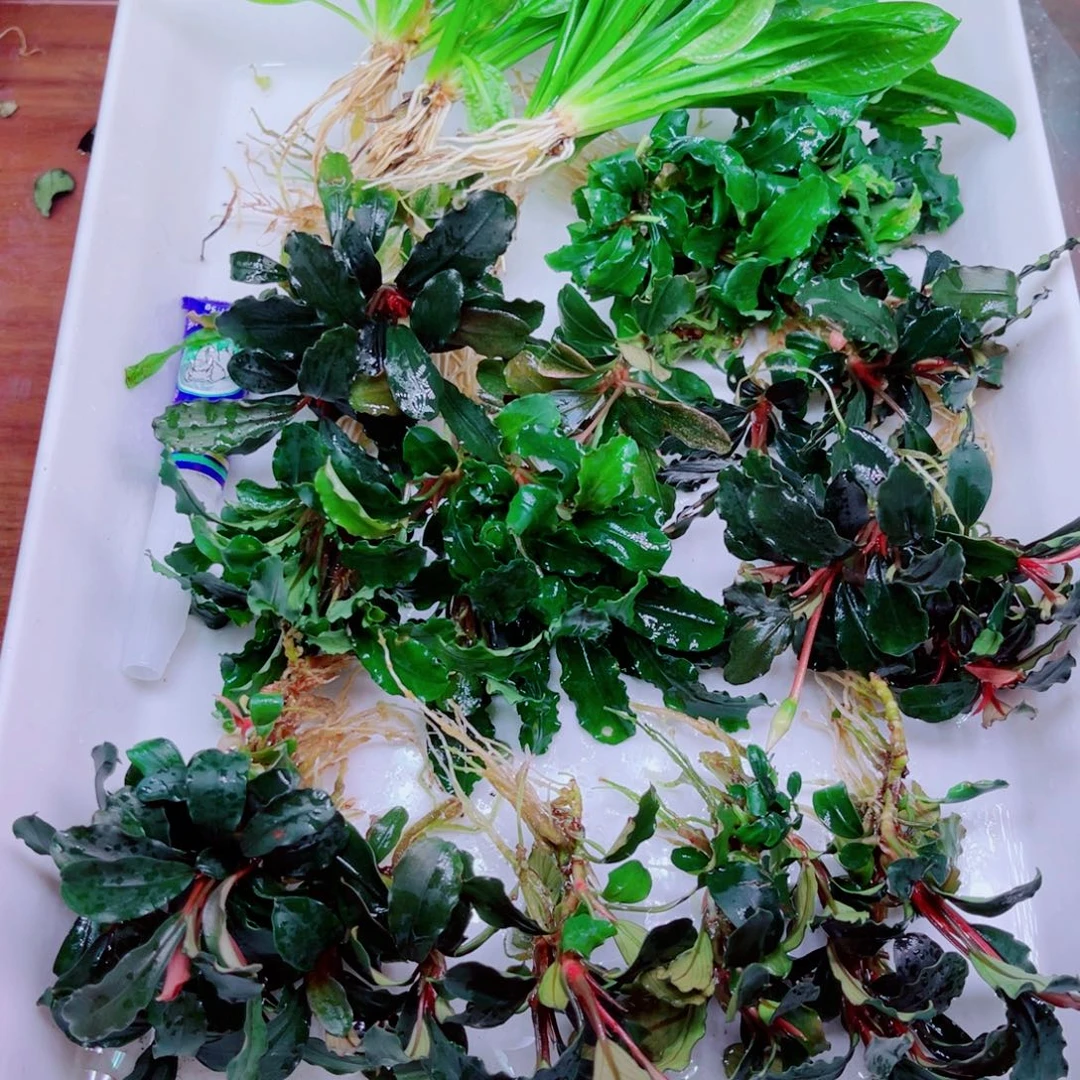美小呆哇塞套餐一份