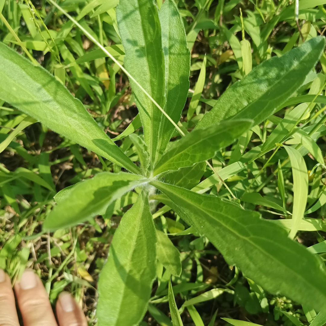 植物茶，胃炎牙齿上火口干苦便秘痔疮几种野菜搭配温和煮水喝