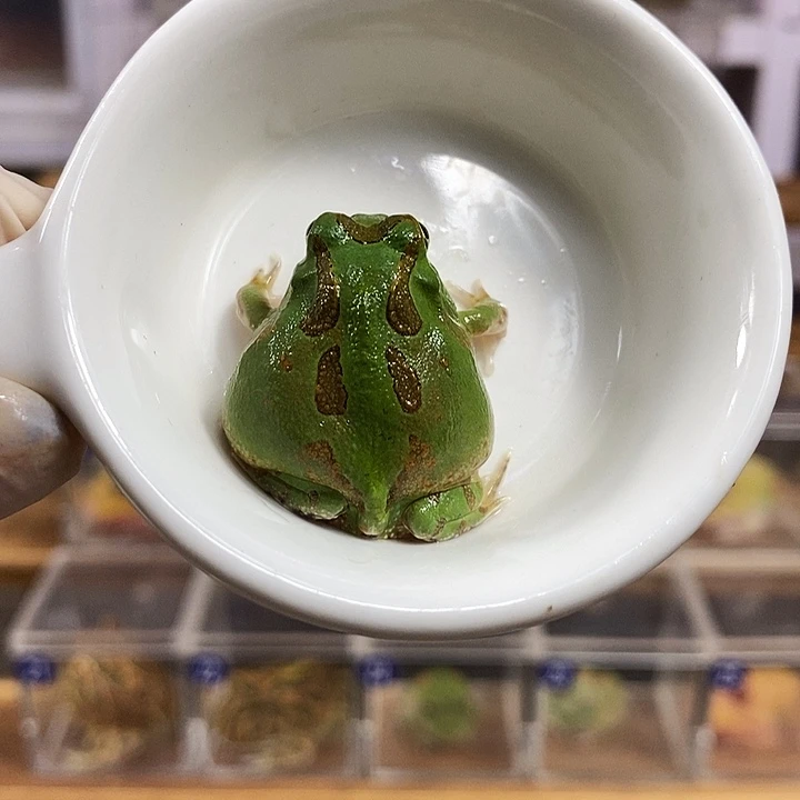 角蛙861号波子角蛙