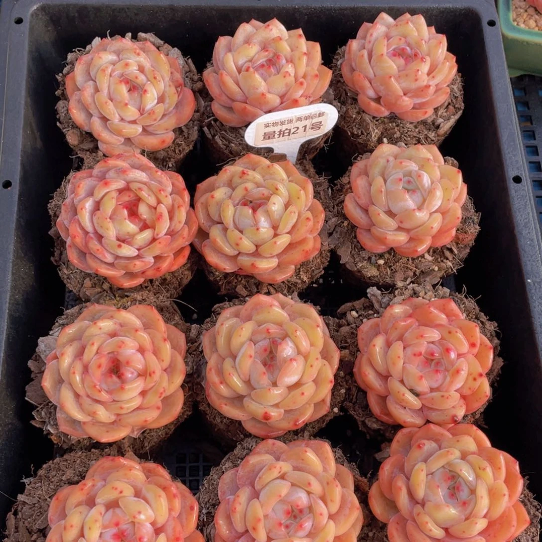 量拍21号果冻韩版仙女橙单头两个