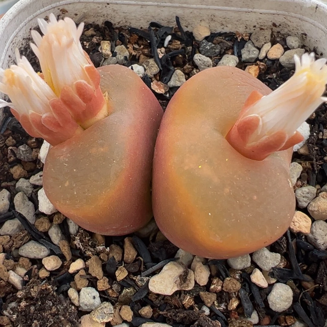 163多肉植物种类多样