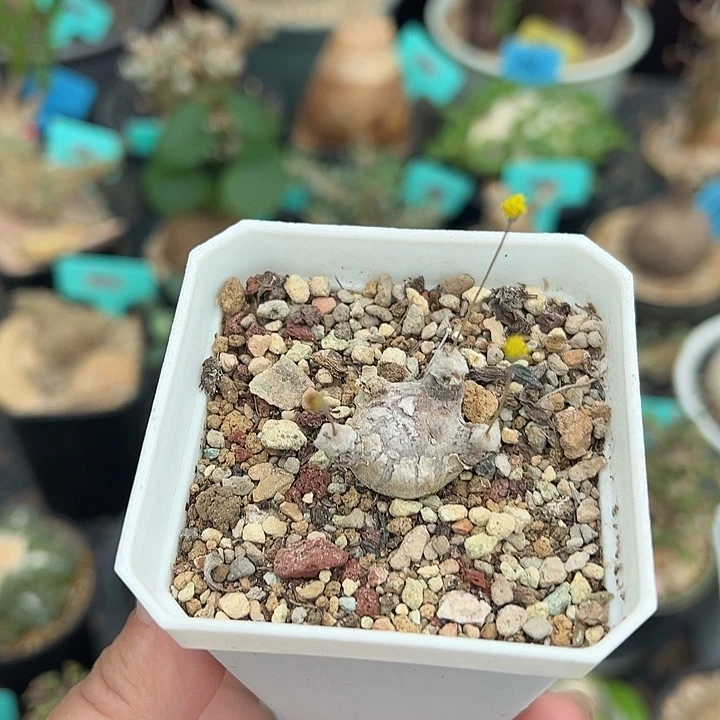 嗯特美后盾菊产地多肉植物